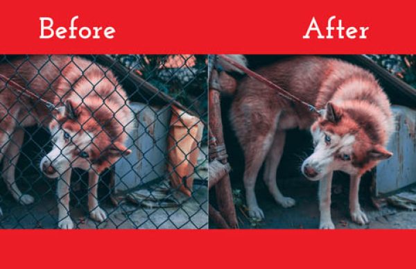 Watermark Remove Before And After File